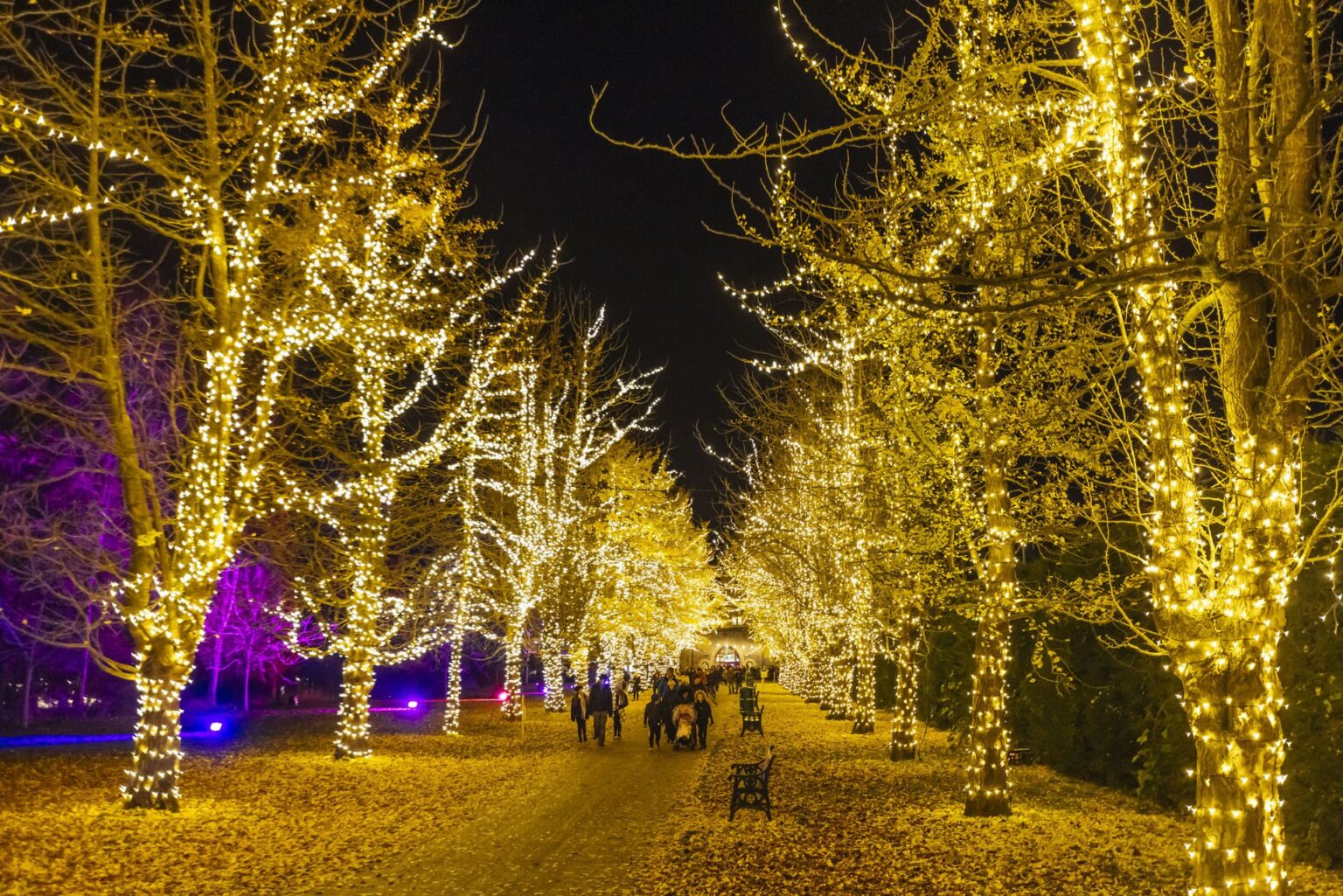 Home Christmas at Bute Park