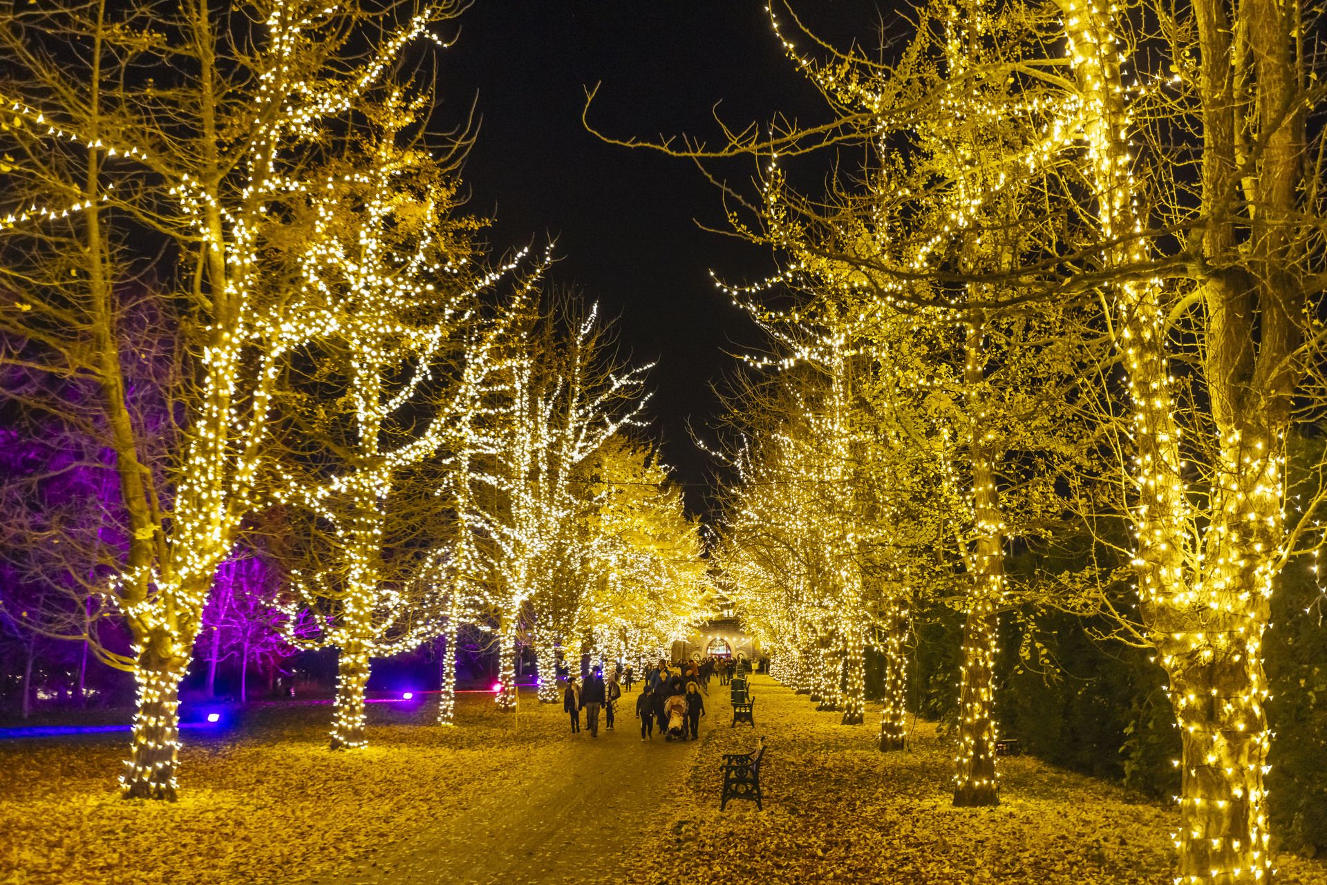 Home Christmas at Bute Park